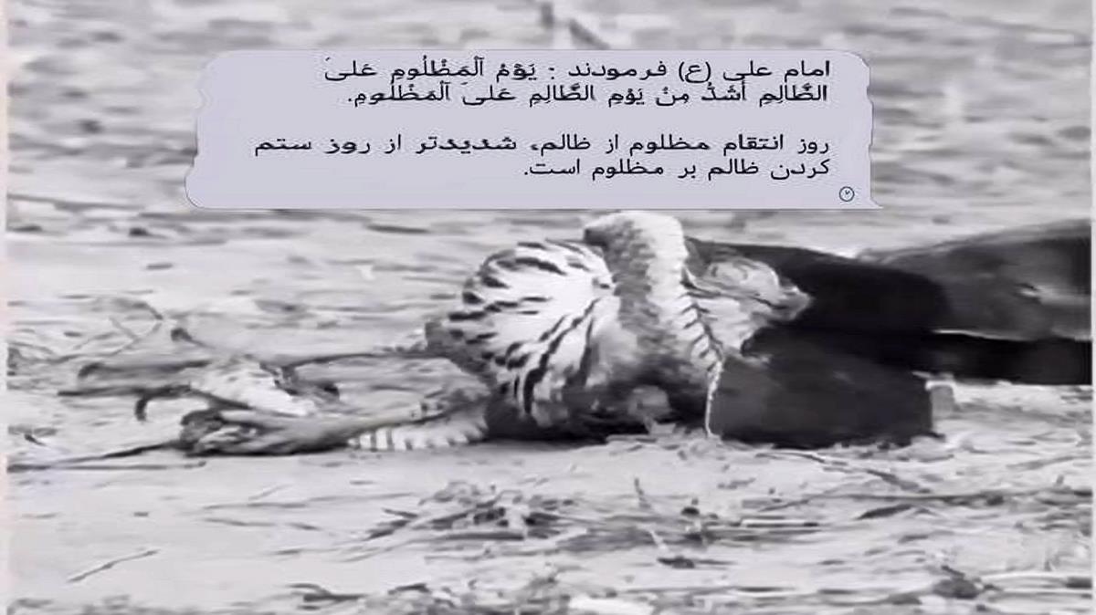 جواد ذاکری من با دم تیغ شهادت افریدم